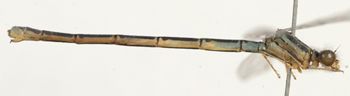 Media type: image; Entomology 12461   Aspect: habitus lateral view